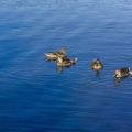 14837566464_25df3c4fef_o-1024x683.jpg